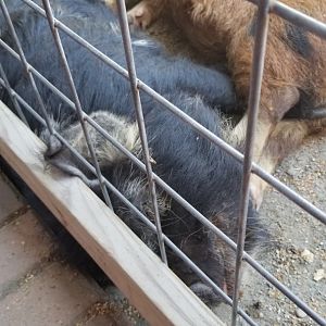 Awwwkward (kunekunes)