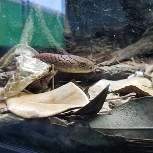 King Cobra with shed