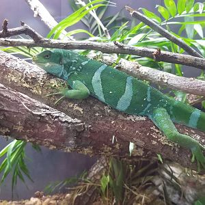 Fiji Banded Iguana