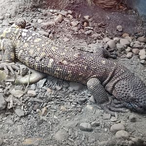 Beaded Lizard