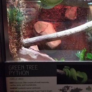 Green Tree Python