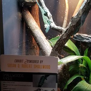 Smallwoods Anole