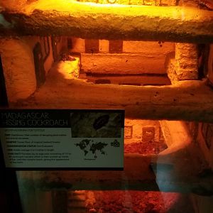 Madagascar Hissing Cockroaches