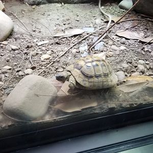 Hermann's Tortoise