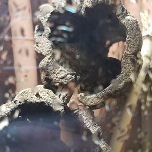 New Caledonian Giant Gecko