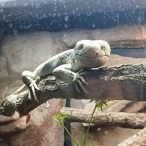 Monkey-tailed Skink