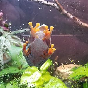 Red-eyed Tree Frog