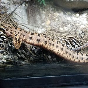 Red Pygmy Rattlesnakes