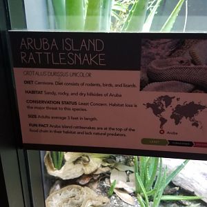 Aruba Island Rattlesnake