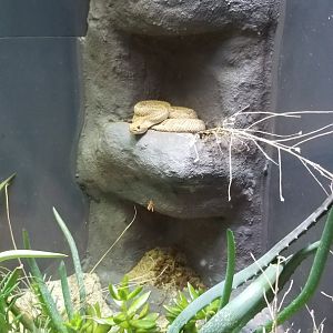 Aruba Island Rattlesnake