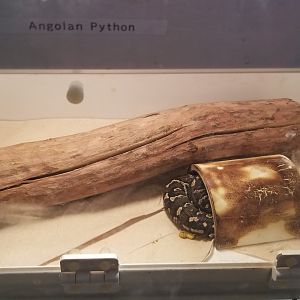 Angolan Python, 21 months old