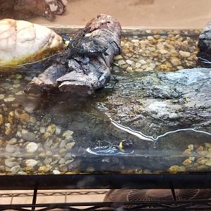 Bog Turtles, 2 years old