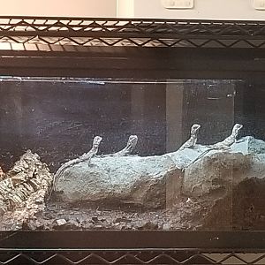 Baby frilled lizards