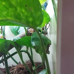 Turquoise Dwarf Gecko