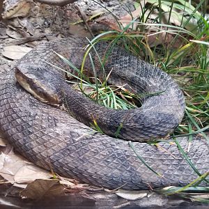 Cottonmouth
