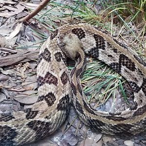Canebrake Rattlesnake