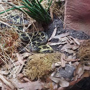 Ethiopian Mountain Adder