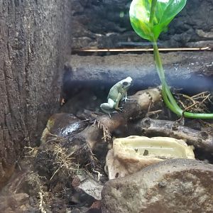 Mint Dart Frog