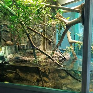 Sailfin Dragon and Roti Island Snake-necked Turtle