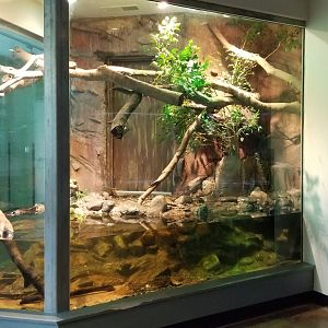 Caiman Lizard and Mata Mata