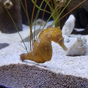Lined Seahorse - pregnant?