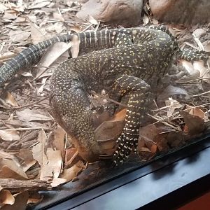Crocodile Monitor