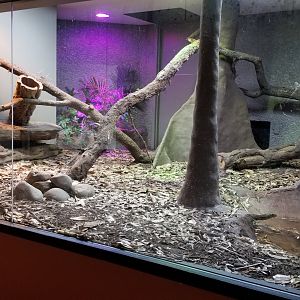 Crocodile Monitor exhibit