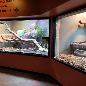 Peruvian Boas on left, Crocodile Monitor on right
