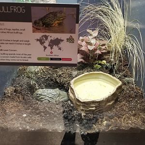 African Bullfrog