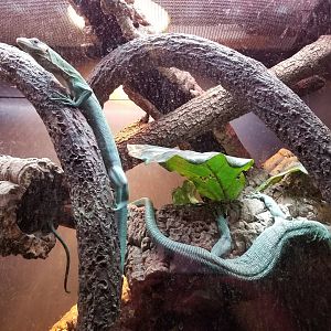 Green Tree Monitors