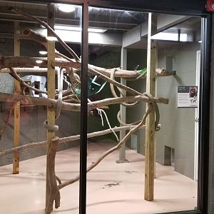 Bolivian Gray Titi indoor area