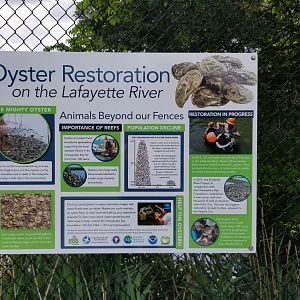 Oyster Restoration sign