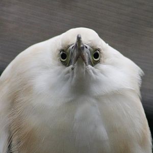 Madagascar Squacco Heron (Ardeola idae)