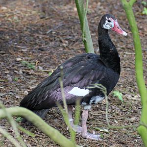 Spur-winged goose (Plectropterus gambensis)