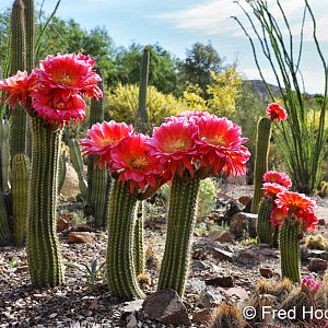 trichocereus in bloom