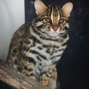 Leopard cat
