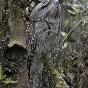 Tawny frogmouth posing