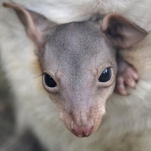 Bruijn's pademelon joey