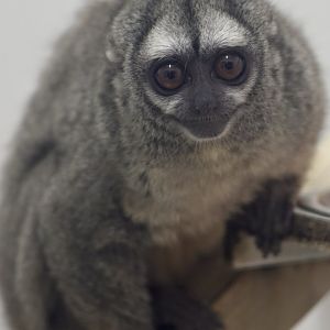 Grey-handed douroucouli