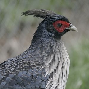 Kalij pheasant