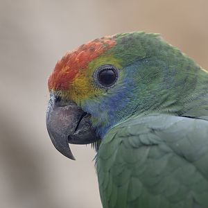 Red-crowned amazon