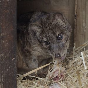 Fanaloka feeding time