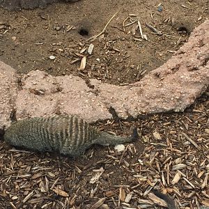 Banded mongoose 6-23-2017
