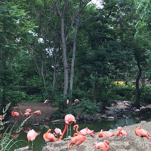 American flamingos 6-23-2017