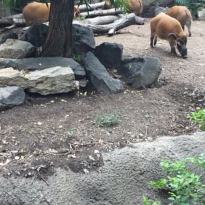 Red river hogs 6-23-2017