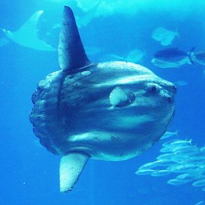 Marine sunfish; Lisbon Oceanarium; 7th April 2019