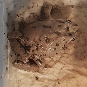 Discoglossus scovazzi