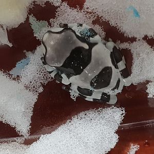 Trachycephalus resinifictrix