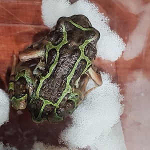 Scaphiophryne madagascariensis