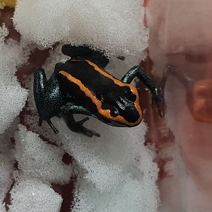 Phyllobates vittatus
